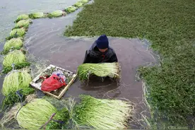 江苏水芹养殖新技术，每亩产值4万元！种植过程中需要注意什么？图片