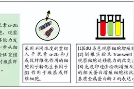 重组人干扰素α-2b抑制瘢痕成纤维细胞的增殖及迁移作用图片