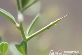 荒漠草原里的那些“有用”的草图片