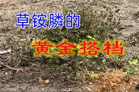 草铵膦的几个黄金搭档与您分享图片