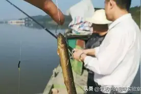 为何禁止使用泥鳅钓鱼？难道只是因为效果太好？图片