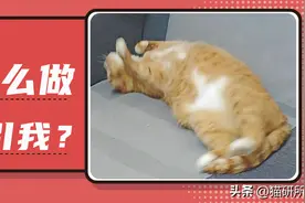 原来猫咪做这5件事，是为了吸引你的注意！图片