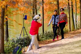 【我们的美好生活】佛山三水：冬日水杉美景图片