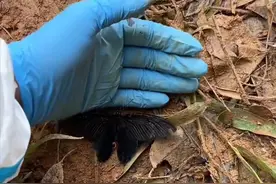 MU5735坠毁第八天现场飞来一只黑蝴蝶图片