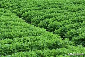备耕小课堂｜这份花生种植攻略请收藏图片