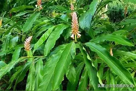 俗称是“胃痛草”，而且观赏价值极高，就是大名鼎鼎的“山姜”图片