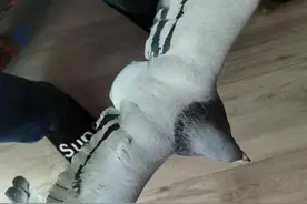折翼！苍白骑士，血迹斑斑跌落沪上小区！紧急寻找900公里外，结局出乎意料图片