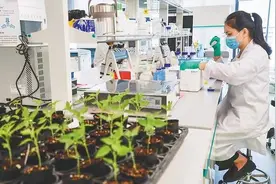 海南崖州湾种子实验室：每一粒种子都有身份证图片