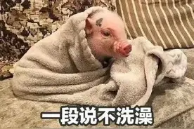 表情包‖猪猪合集②图片