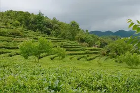 项目招商！永平县将打造世界级高山古树茶品牌图片