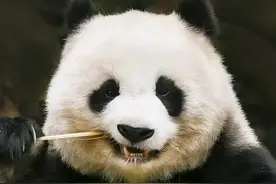 每天认识一只大熊猫——北川，3岁孤身战群狼，长大竟成选美冠军图片