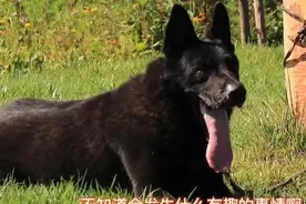 我的东德牧羊犬种公黑豹图片