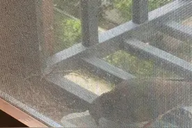阳台与斑鸠图片