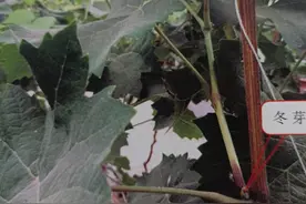 阳光玫瑰葡萄植株特点图片