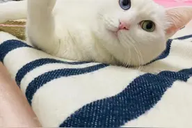 恢复健康啦！猫咪两次膀胱结石治疗记录图片