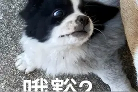 这6种食物狗狗经常吃，毛发漂亮又光泽，别不信图片