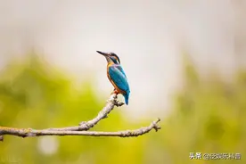 10大最长寿的鸟类，你知道几种？图片