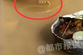 河南一村庄周围出现大量蛇，有毒吗？蛇类变多是好事吗？图片