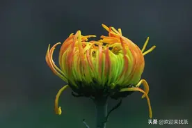 菊花的花语是什么？说到菊花你会想到什么？图片