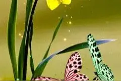 分享图片一花与蝴蝶，会动的蝴蝶太美了图片