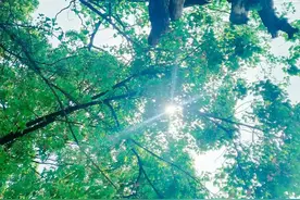 春来，万物复苏——百花齐放，百鸟争鸣图片