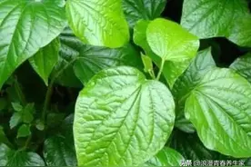 农村随处可见的植物，却比紫苏还要香的植物，它就是“假蒌”图片
