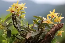 带你识别铁皮石斛图片