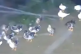台风中树倒车翻，鸭群却纹丝不动？终于明白歼20为何采用鸭式布局图片