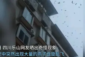 乐山成群燕子持续4天盘旋低飞，叫声惊恐原因成谜引热议图片