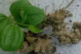 金刚藤：根茎坚硬刀斧难以砍断，是祛风湿的好药材图片