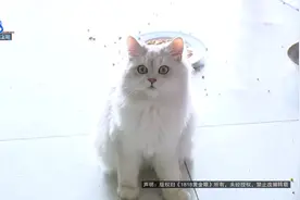 两对情侣合租，一对分手后要退租，违约责任怎么分图片