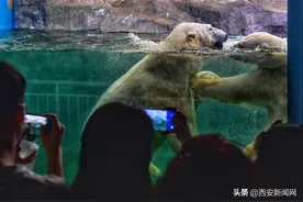 在曲江海洋极地公园邂逅“海洋生物”图片