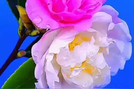 你若靠我入怀，我疼你一生；你若不离不弃，我宠你一世图片