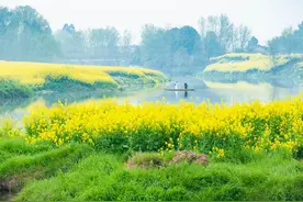 乡土散文：油菜花开图片