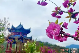 房县樱花岛第三届樱花文化旅游节3月27日大幕开启！图片