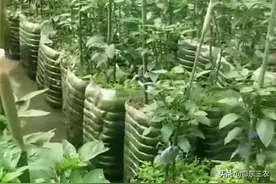 农民进城安家阳台楼顶用塑料瓶种蔬菜，简单方便实用，一家人够吃图片