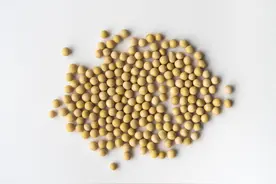黑龙江佳木斯地区大豆生产情况分析与发展措施图片