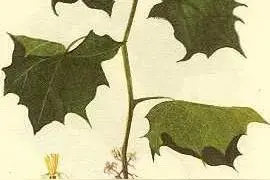 中药古今研究：八角枫图片
