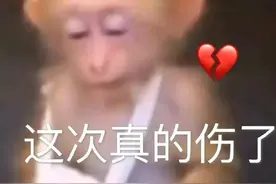 猴子表情包｜小眼神太逗了图片