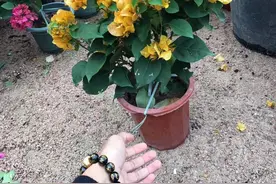 妖娆的三角梅开在凉爽的夏风中图片