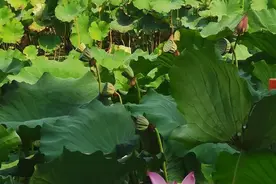 宿鸭湖湿地荷花争艳图片