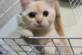 猫咪听见主人哭泣，站在墙边目露担忧，这画面也太治愈了图片