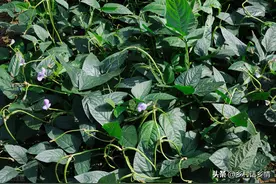豆角和瓜果类蔬菜到了秋季，做好这几点，还能多结好几茬图片