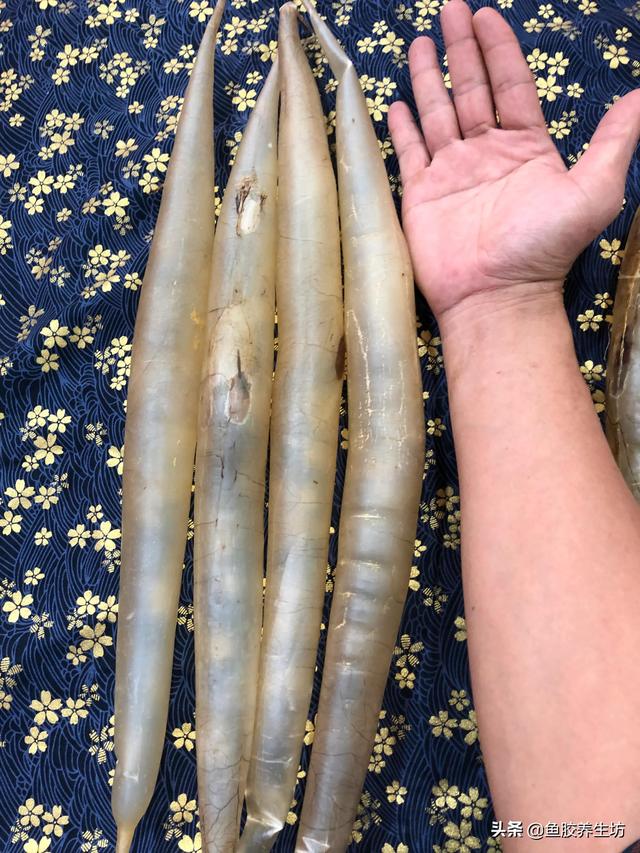 鳝鱼胶的价格和功效 2026年鳝鱼胶的作用