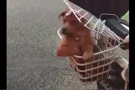 狗狗坐在电动车的侧篮子里，坐姿像是个大爷一样，也太霸气了吧图片