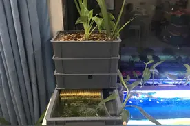 什么过滤最强大？这个生态过滤最强大图片
