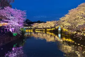 江苏无锡：鼋头渚樱花夜景灯光秀图片
