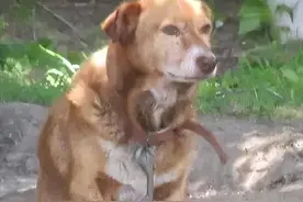 狗狗被铁链锁死，凭好心人投喂12年终获救，生命最后获得16天自由图片