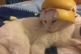我是这样拥有猫的，堪称神奇的缘分图片