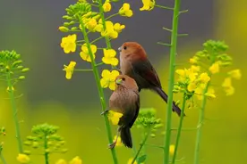 春色花语‖一夜之间，油菜花“霸屏”花界，“占尽”时空图片